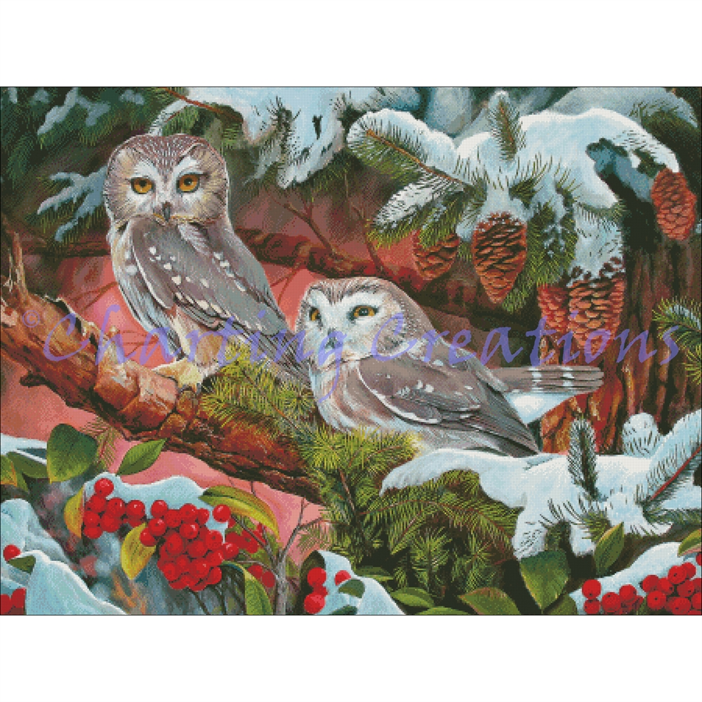 (image for) Northern Saw-whet Owls